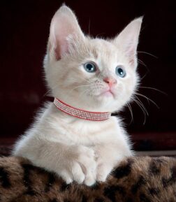 Soft Suede Rhinestone Cat Collar