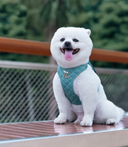 Eco-Friendly Pet Harness Set