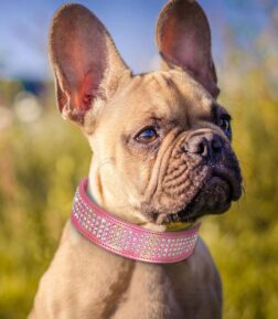 Bling Rhinestone Dog Collar for Medium and Large Dogs