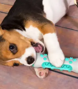 Dog Toothbrush Stick Toy