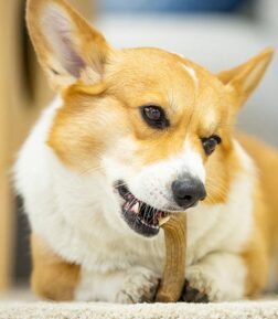 Durable Wooden Antler Chew Toy for Dogs