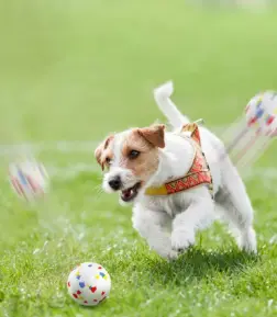 High Elastic Bite-Resistant Dog Teeth Cleaning Toy